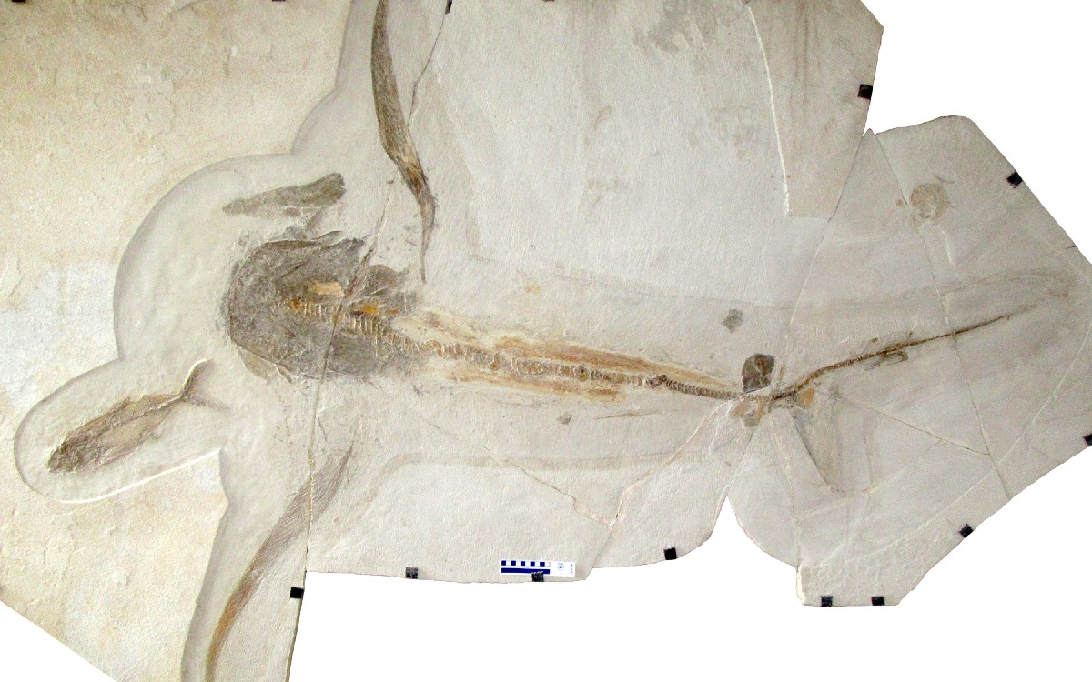 NarwhalerN's tweet photo. No better way to celebrate #FossilFriday than with a newly described species! Aquilolamna milarcae from the Late Cretaceous of Mexico was a filter feeding shark with extremely long pectoral fins, it reminds me of a glider ✈️ #paleoart #sciart #shark https://t.co/Jxk0OxajB3