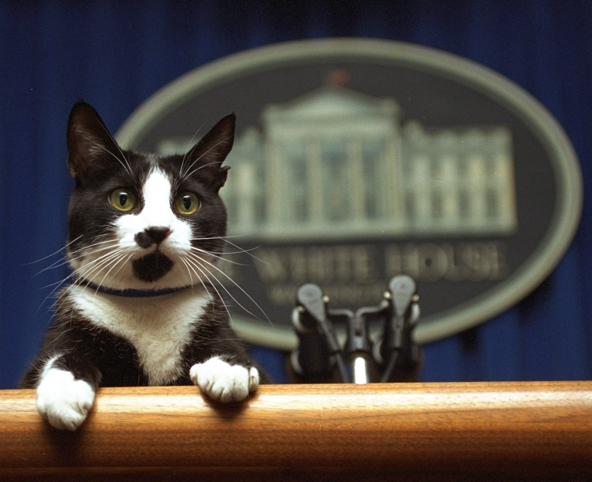 This incredible photo was taken 27 years ago today: 'Socks the cat peers over the podium in the White House briefing room Saturday March 19, 1994. A White House groundskeeper was walking Socks when he stopped and lifted Socks to the podium.' (Photo by Marcy Nighswander/AP)