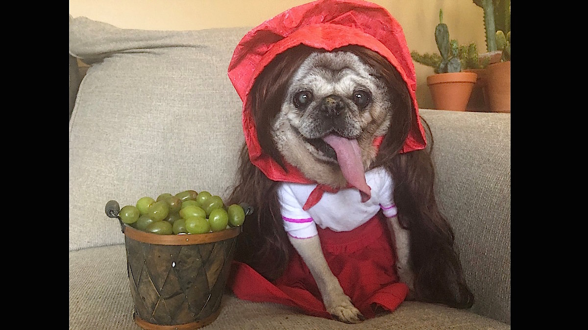 Hi everyone!❤️ Gertie here!😁 I've dressed as someone everyone should be familiar with! Now I'm asking #Twitter, 'Can you guess who I am?' 🤔 Check clues carefully...😁 I'll be back later to see if anyone guessed correctly!🤭 #FridayFun #fridaymorning #FridayVibes #dogsoftwitter