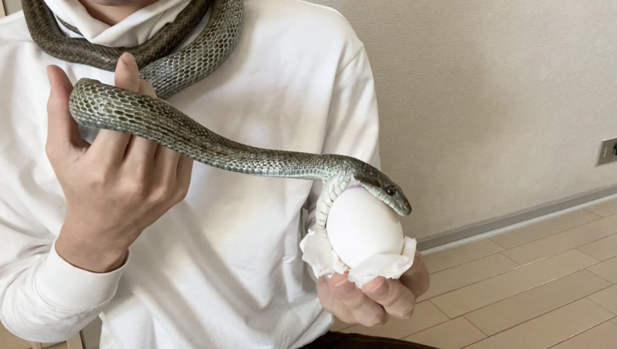 ヘビとカエルの日常 Youtube たまご食べたあとの糞 ホイップみたい Youtube T Co Luonnvcvvo アオダイショウ Ratsnake 蛇 ヘビ 飼育 爬虫類 爬虫類好き Snake Reptile Reptiles Pet Pets T Co Mmcutkqdsc Twitter