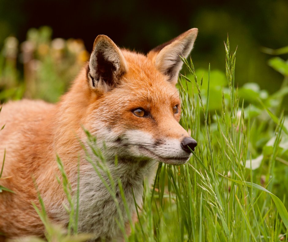 TheMemoryFox's tweet photo. Even though they are in the same family as dogs, foxes are more like cats. They are nocturnal, can see in the dark, and use their whiskers to stalk prey like cats. Are you a fox person, or a cat person?
#FoxFactFriday ๐ฆ https://t.co/Q8QXwBdZyT