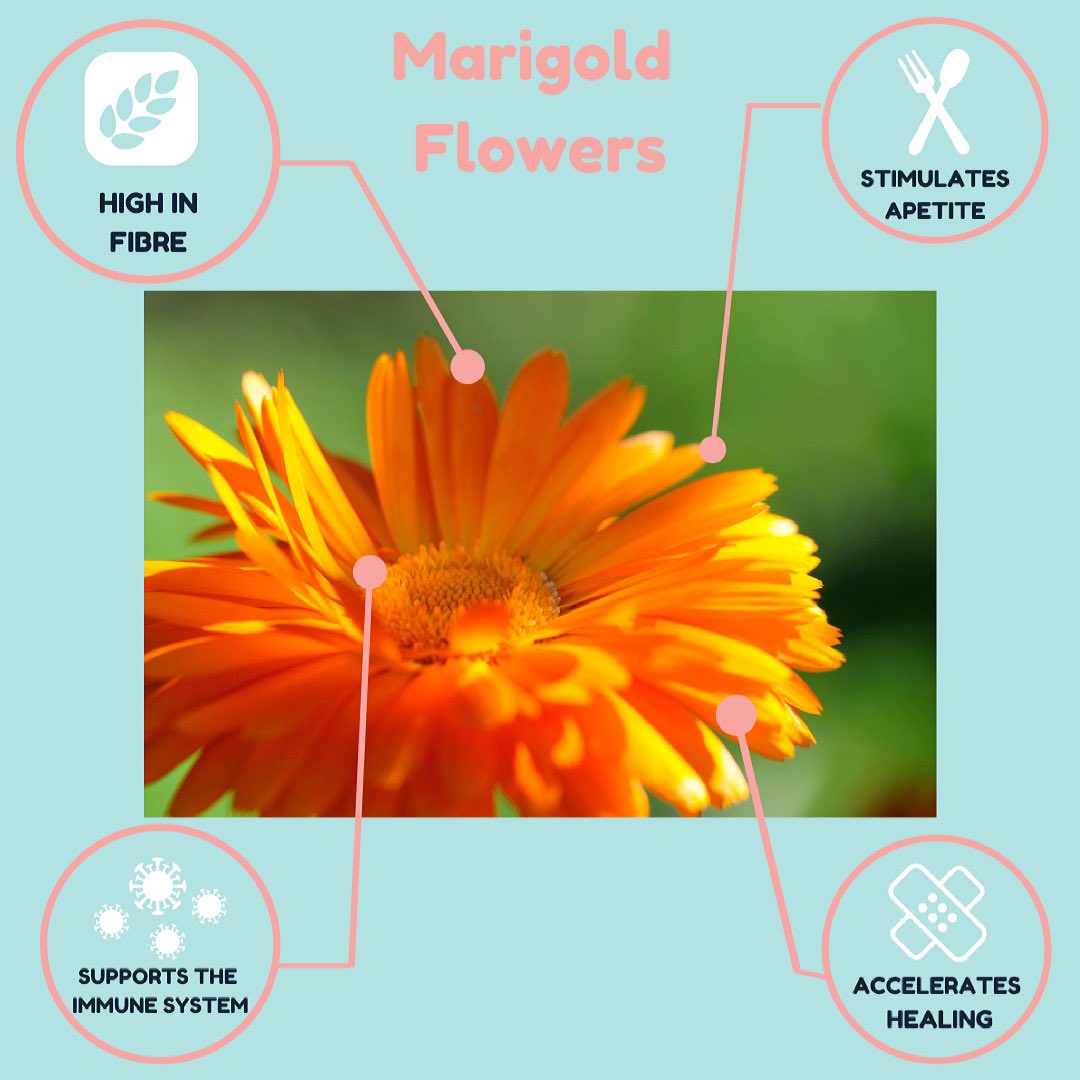 bunbox4's tweet photo. Forage Fridays π
This week we are sharing some health benefits of Marigold Flowers
π Stimulate Appetite
π High In Fibre
π Accelerates Healing
π Supports Immune System
Do your bunnies like them?
#bunbox #minilopsofinstagram #minilops #minilopsofig #minilopsofinsta https://t.co/yZ2HoP1SmL