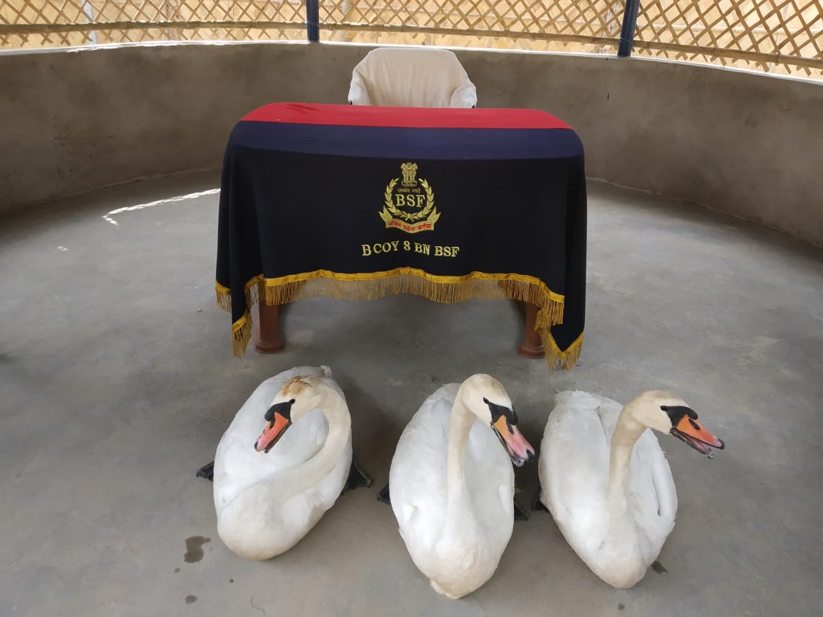 BSF_SOUTHBENGAL's tweet photo. सीमा सुरक्षा बल द्वारा तस्करों के चंगुल से 03 हंस (दुर्लभ पक्षी) मुक्त

गत रात बंगाल के नादिया जिले में दक्षिण बंगाल फ्रंटियर के तहत सीमा चौकी महेंद्रा के जवानों ने 03प्लास्टिक में कैद 03 हंस (दुर्लभ पक्षी)जब्त किए, जब इन्हें अंतरराष्ट्रीय सीमा पर तस्करी का प��रयास किया जा रहा था। https://t.co/Ri0GCLFwmZ