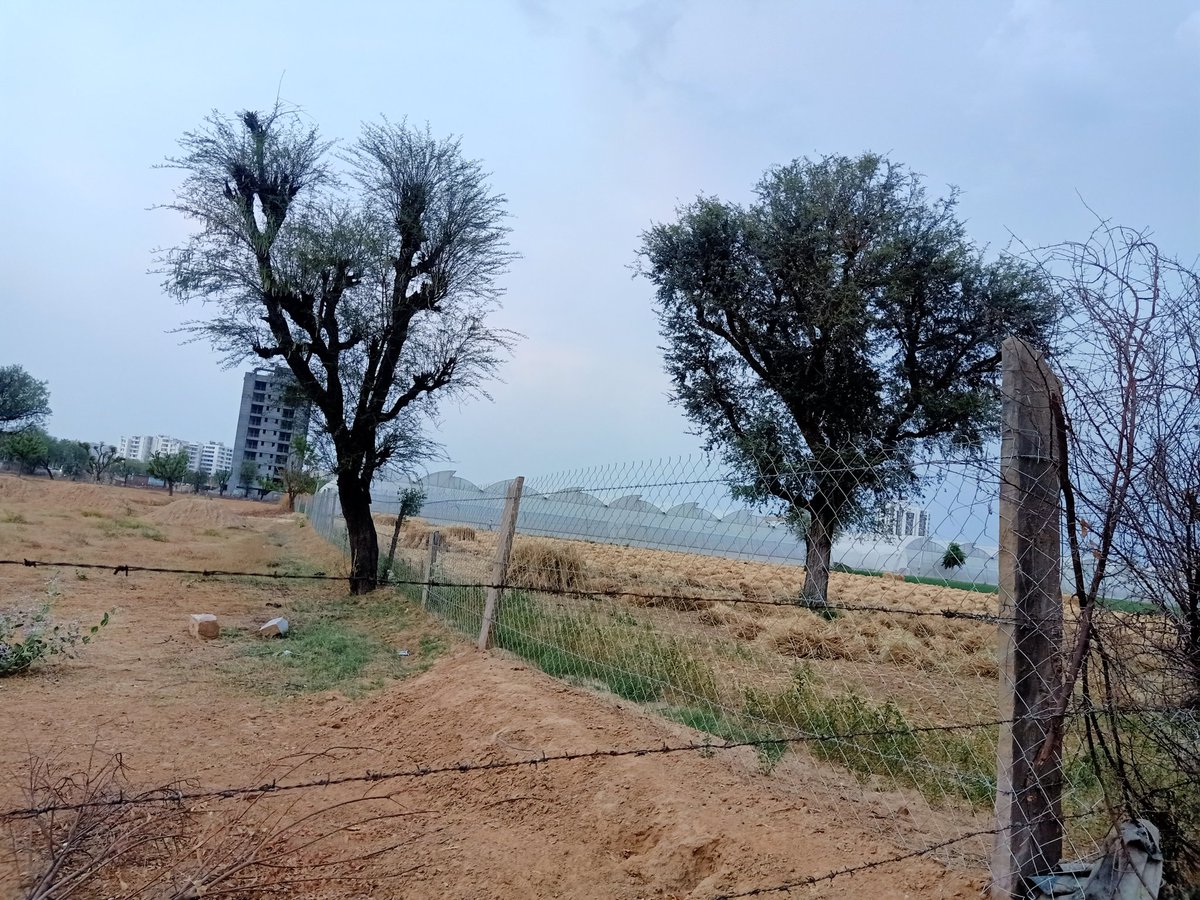 yapragun's tweet photo. This is what farmers all over the north are doing, harvesting wheat crops. But what is fake farmer laal jhola Salim Yadav @_YogendraYadav is doing?? Where is his wheat field??😈😈
#Parasite https://t.co/r5uoHJKJm3