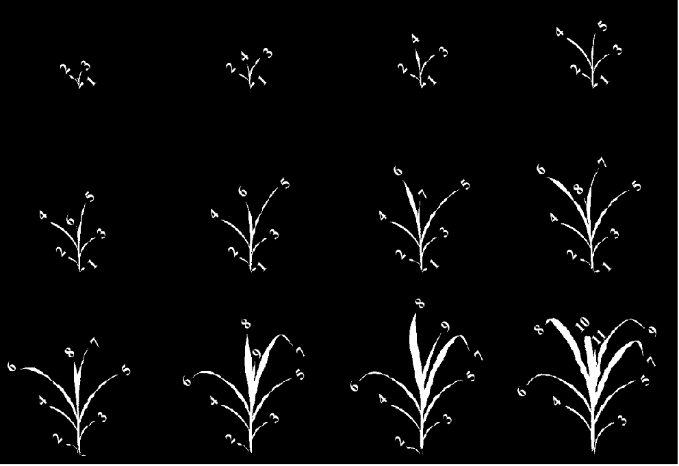 Congratulations to Bashyam S. and Das Choudhury, S for leading recent publication on automated leaf stage monitoring for plant phenotyping.
