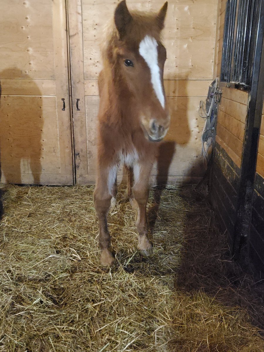 HorseAlberta's tweet photo. Three new intakes yesterday. Sounds like they unloaded well but are in serious need of tlc and some vet work. If anyone would like to help, it will go straight to their vet fund. HorseHeroesAlberta@outlook.com
#petsnotfood #stophorseslaughter #shameonCanada https://t.co/Kvf3cMdb7L