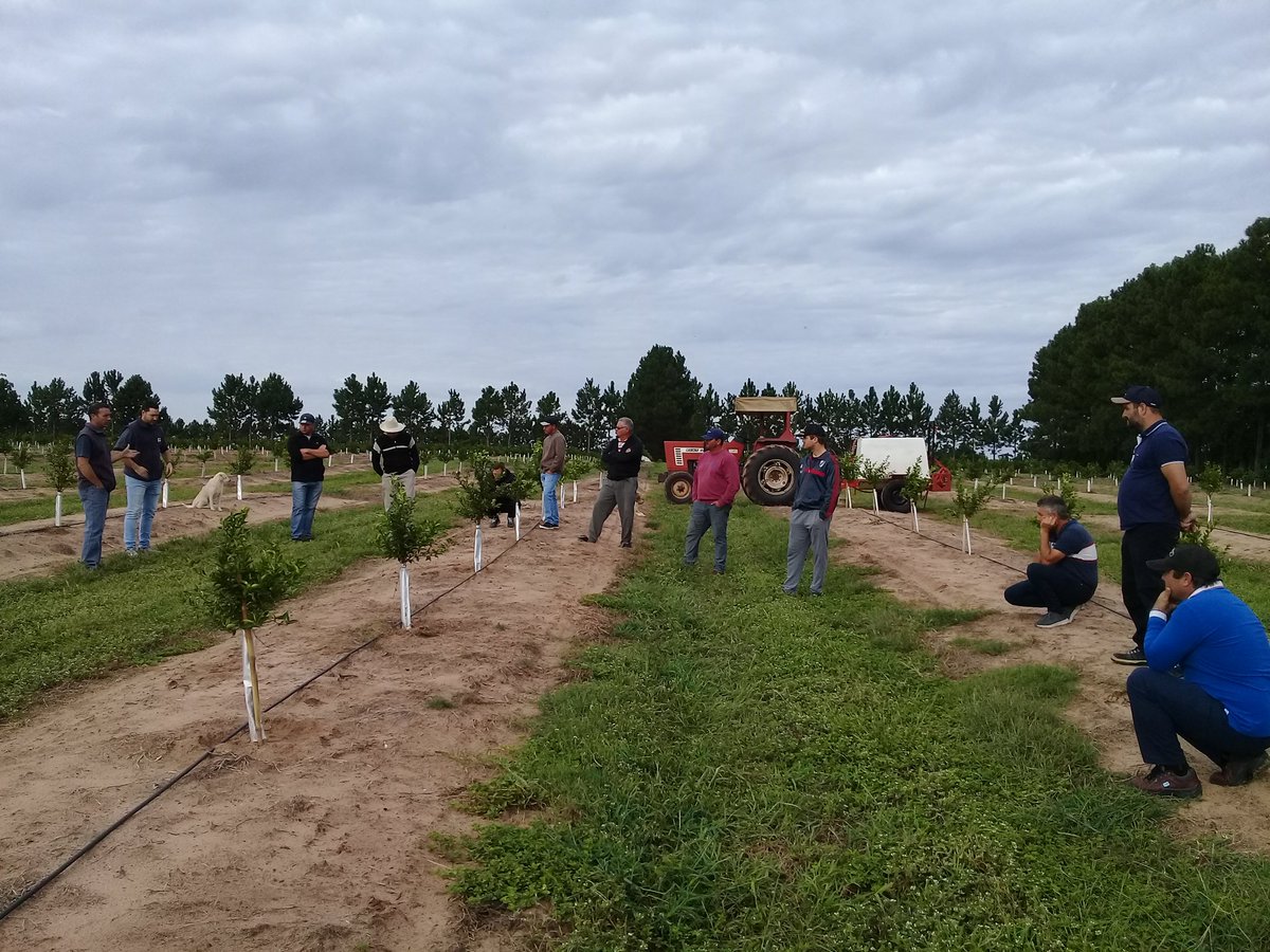 IntaChajari's tweet photo. Hoy recorrimos ensayos junto a productores. "Insecticidas en drench para control de Diaphorina citri y Minador de la Hoja" en lotes citricolas. https://t.co/TpinuL28wz