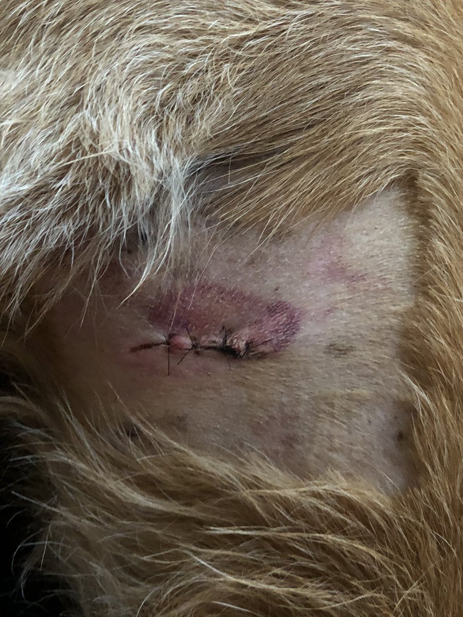 GrahamThad's tweet photo. 2:00 deadline on getting reimbursement for my dogβs surgery & medical expenses, from these AWFUL @firstkeyhomes neighbors or .... everyoneβs getting involved! Police, ACS, #FirstKeyHomes, @bbb_us, GC courts - EVERYONE! Nightmare having to live besides these miscreants! https://t.co/bJxRldK1C7