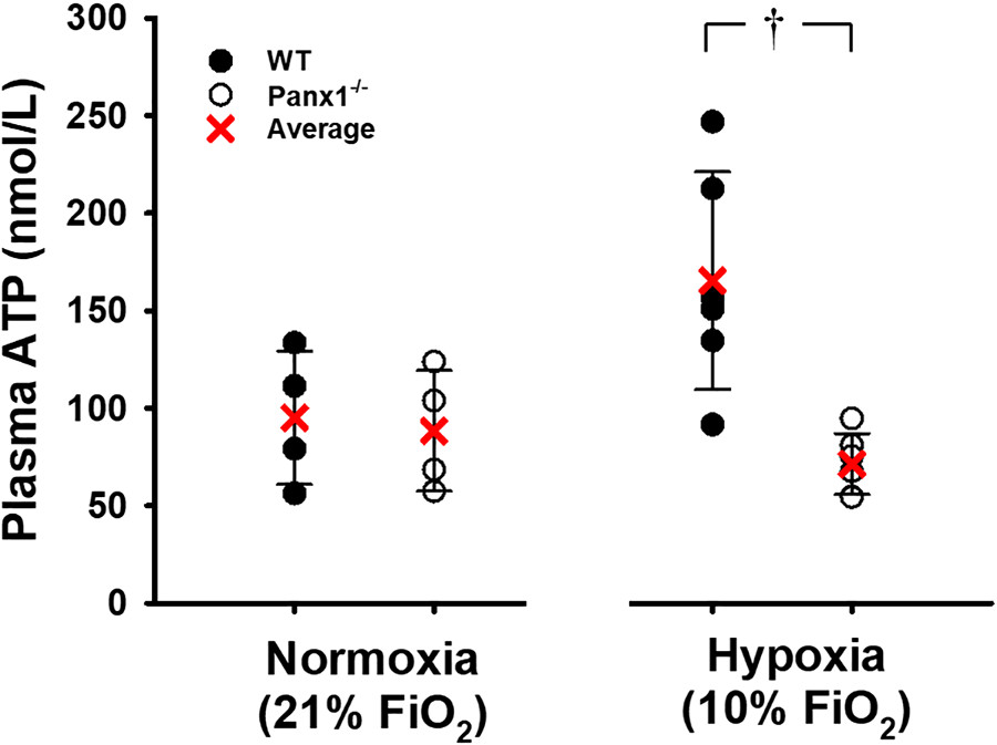 Study by Kirby et al. found #Pannexin1 channels participate in hemodynamic responses consistent with hypoxic #vasodilation by regulating #hypoxia -sensitive extracellular ATP levels in blood ow.ly/9fek50E3fWC #BloodFlow #Pannexin