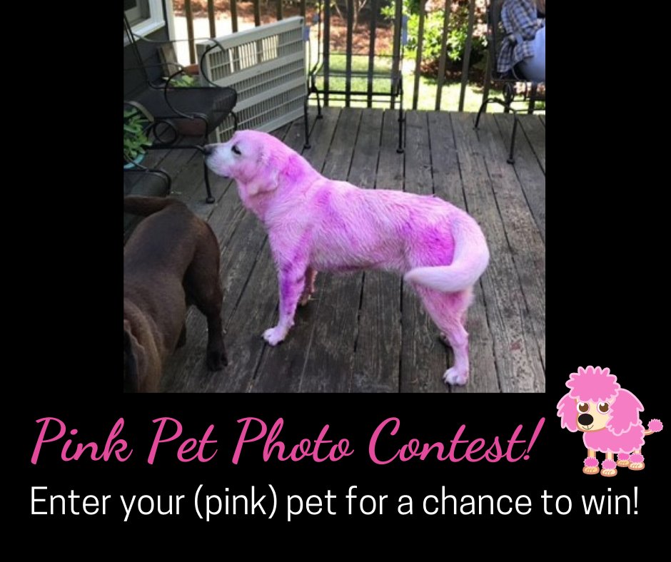 TriangleRFTC's tweet image. Think you have the cutest pet in the Susan G. Komen family? Show off your furry friend with our Pink Pet Photo Contest! Submit a photo of your pet wearing pink by 3/22. Voting begins 4/1 and the winner will receive a gift card to #unleashedNC! 

forms.gle/wM4Us7q2dmL6BN…