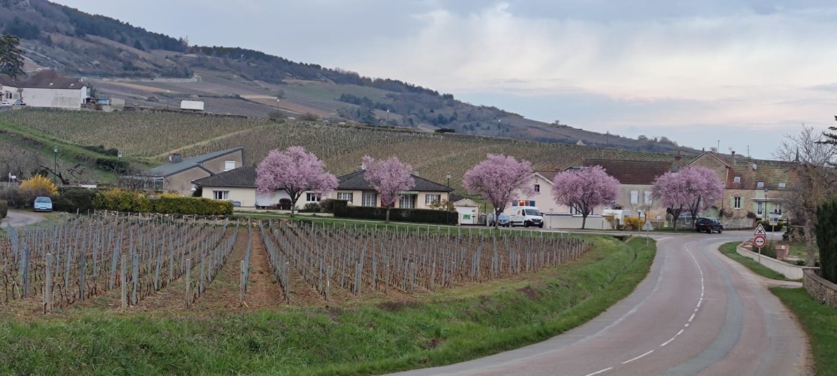 sibaritastur's tweet image. RT @HerveKerlann: Blooming trees in Santenay!
#Bourgogne #Burgundy #almostspringtime