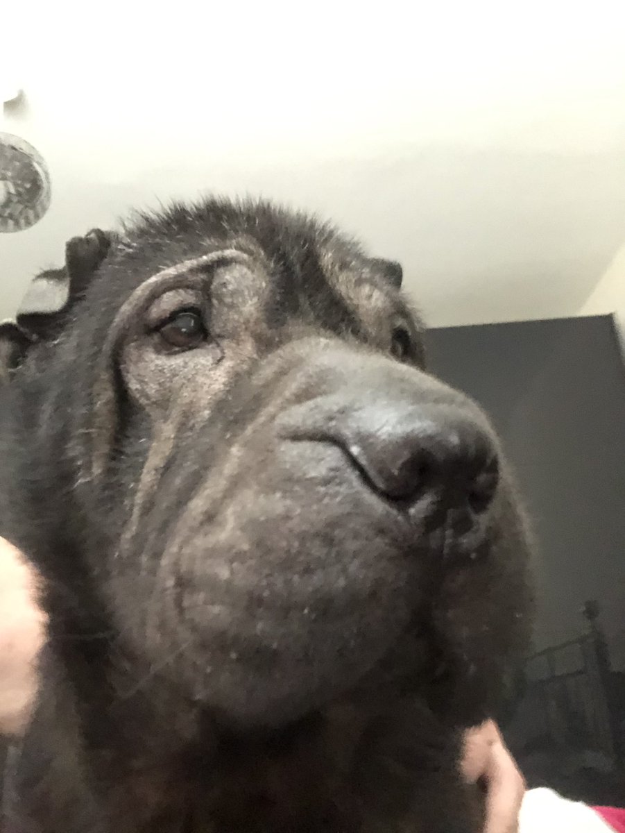stefsrescue's tweet image. Sammy sharpei needs his forever home. Very friendly and loving. Best as the only dog. He is visually impaired and so no young children. Cannot be placed with cats or small furries. 
Durham, sunderland areas please #fosterfirst