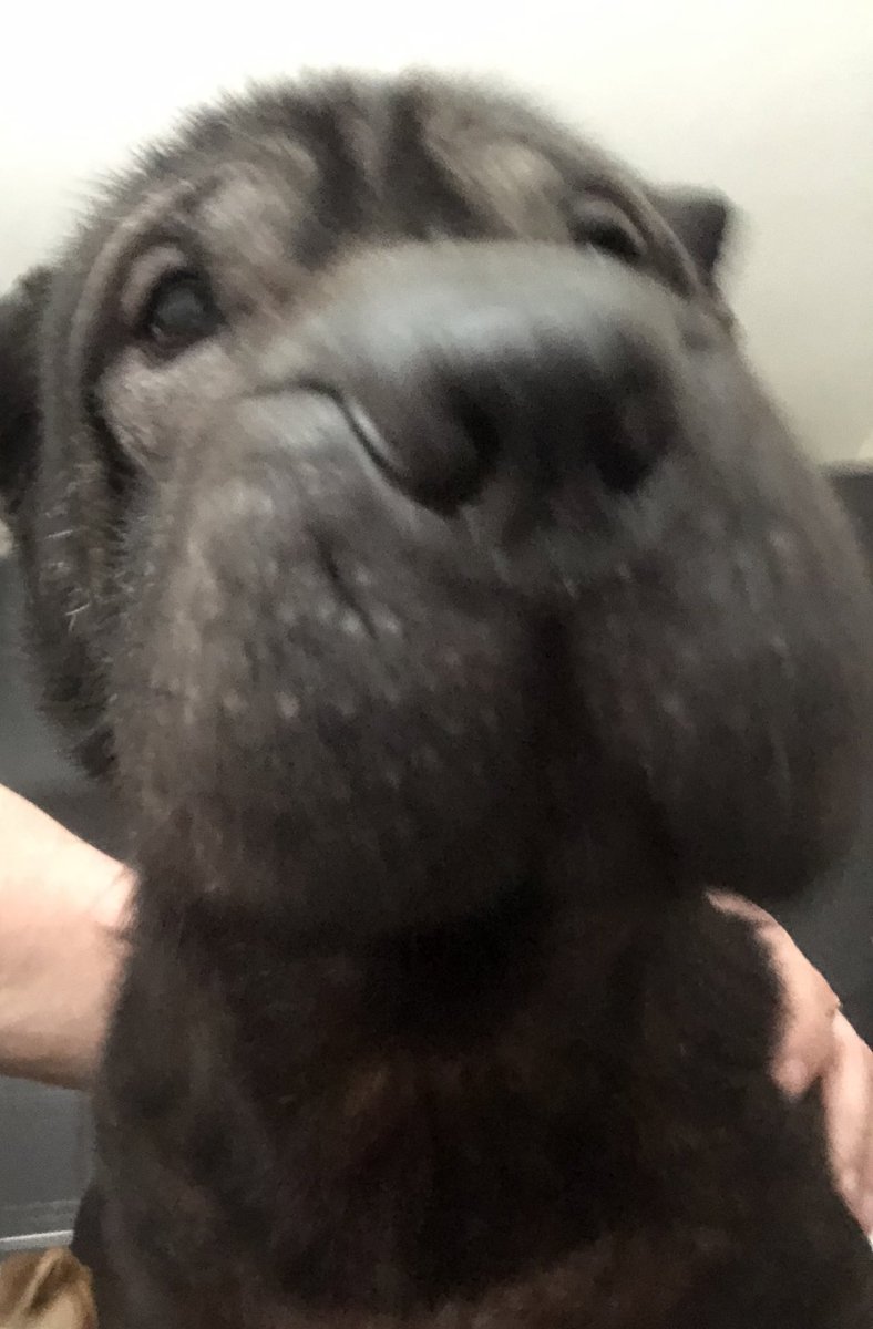 stefsrescue's tweet image. Sammy sharpei needs his forever home. Very friendly and loving. Best as the only dog. He is visually impaired and so no young children. Cannot be placed with cats or small furries. 
Durham, sunderland areas please #fosterfirst