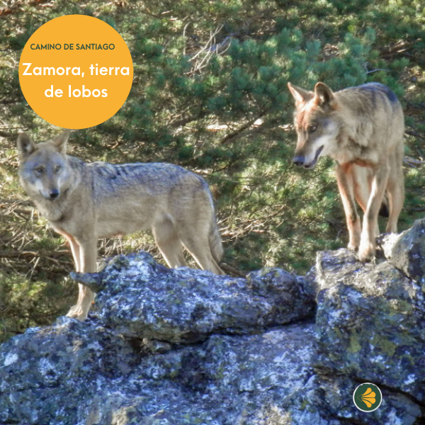 caminodelaplata's tweet photo. #Elcaminodelaplata tiene una #biodeiversidad riquísima y parte de ella gracias a #Zamora, tierra de lobos👉El #CentrodelLobo de #cyleon alberga la mayor concentración del #LoboIbérico de toda Europa Occidental😱 @patrimonionat @CyLesVida 

Te contamos más: https://t.co/AKIhXoxobR https://t.co/l0HjdkoPBD