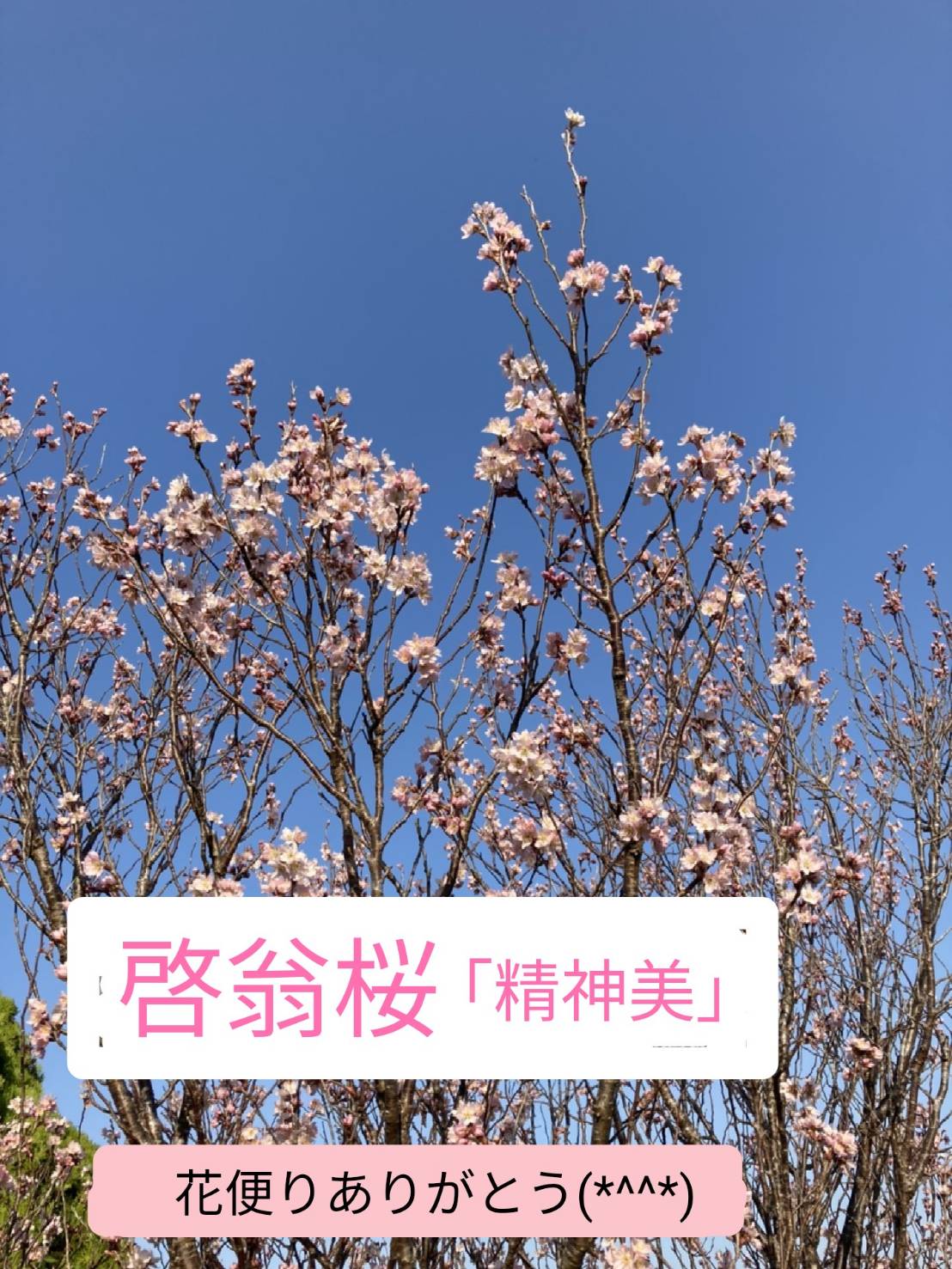 竹島宏スタッフ 公式 啓翁桜 花言葉は 精神美 桜の鉢植えが届きました 春ですね 今日も１日お疲れ様でした ひろネット 花便り 花言葉 花 花を贈ろう 花のある暮らし 花のある生活 花の癒し 啓翁桜 春 感謝 絆 花のパワー