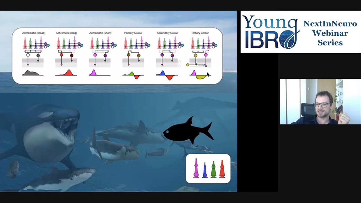 IBROorg's tweet photo. Did you miss the the first Young IBRO #NextInNeuro Webinar with @NeuroFishh and don't know what fish still have, but we don't? 🟪🟦🟩🟥👀
Not to worry because the webinar will be uploaded to IBRO's YouTube channel and @worldwideneuro for all to see! https://t.co/leOTMF9ulB