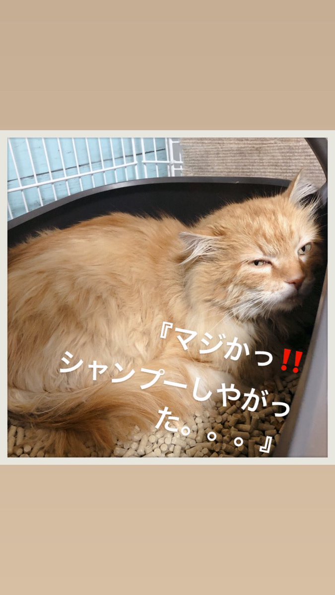 Asa Lil モナカシャンプーしました とっても綺麗なゴールド とても怖がりのシャーシャーですが ドライヤーもちゃんとさせてくれました モナカ チンチラ 里親募集中 一歳半位 Fiv陽性 里親募集 チンチラ 保護猫 保護猫を家族に T Co