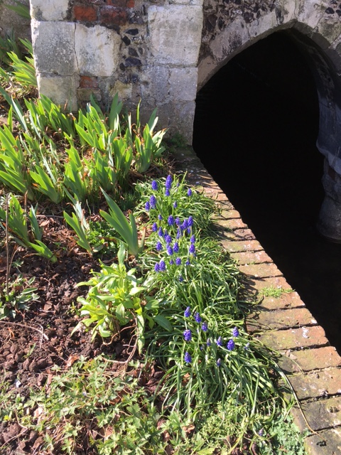 EastbridgeHosp's tweet photo. The Grape Hyacinths have been out for a week now next to the Greyfriars Chapel – aren’t they stunning?  #FranciscanGardens #FranciscanGardensCanterbury https://t.co/WapqyEFCzd