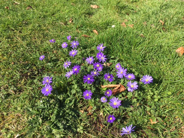 EastbridgeHosp's tweet photo. Our gardeners Robert and Tracey are working hard to keep the Franciscan Gardens looking beautiful. Today, they’ve shown us how stunning the Wood Anemone (Anemone Blanda) look in bloom. #FranciscanGardens #FranciscanGardensCanterbury https://t.co/buX0d7Duoy