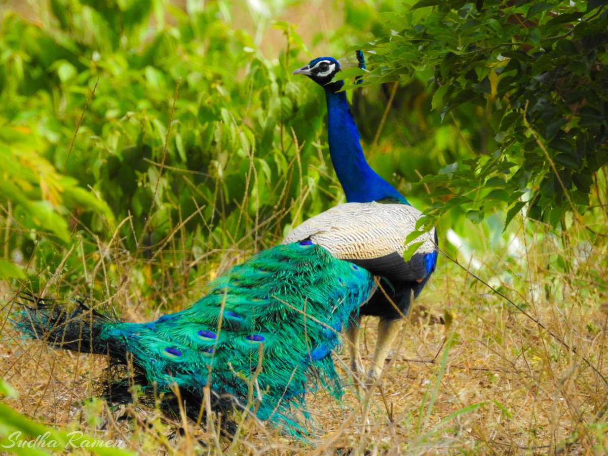 SudhaRamenIFS's tweet photo. Customs Dept at Delhi had seized 21 Lakh pieces of Peacock Feathers weighing abt 2565 kgs in an export container. This Export is banned under Customs and Wildlife Protection Act.

High level of sensitization is required to end #Wildlife Trade. https://t.co/wSIaISPVMx