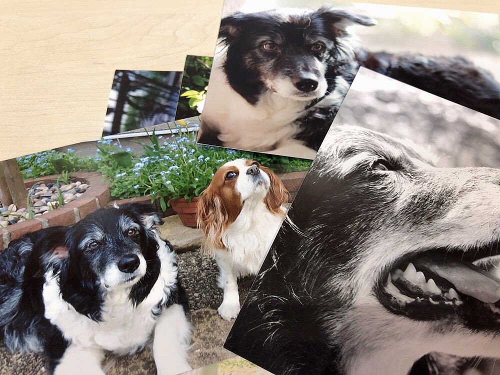 後藤 瑠美 犬飼いたいけど 一人暮らしで寂しい思いさせるのが可哀想で飼えないから 牧場物語で犬飼うことにしました T Co 4hxpju7frg Twitter 後藤 瑠美 犬飼いたいけど 一人暮らしで寂しい思いさせるのが可哀想で飼えないから 牧場物語で犬飼うことにしました T Co 4hxpju7frg Twitter