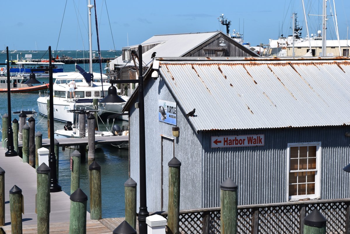 HistoricSeaport's tweet photo. Fun Fact: It wasn't until the 1950s that conservation and rescue efforts had started to make a positive impact. #TheTurtleMuseum promotes awareness, protect habits, and tag turtles for research and study.
HistoricSeaport https://t.co/p5dNwAYxon