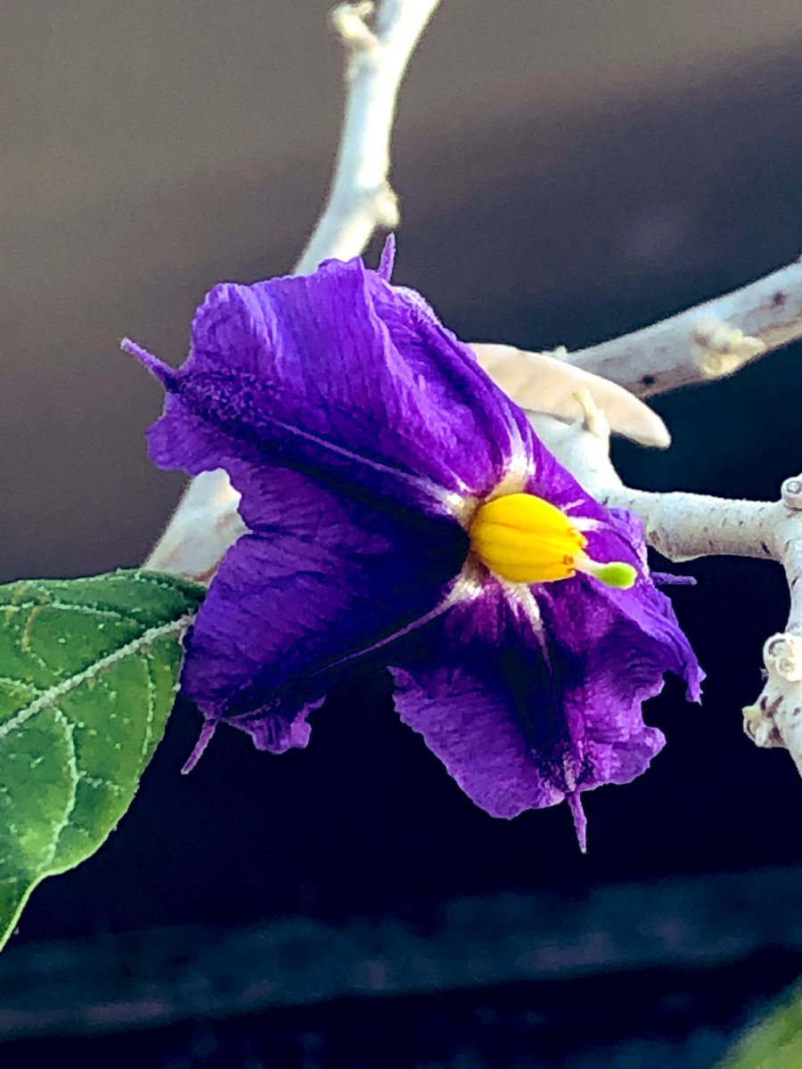 MartineBotany's tweet photo. Functional females (anthers packed with inaperturate pollen) showing off in the Australian #Solanum research house this morning. #iamabotanist #dioecy https://t.co/ltvKR09k5h