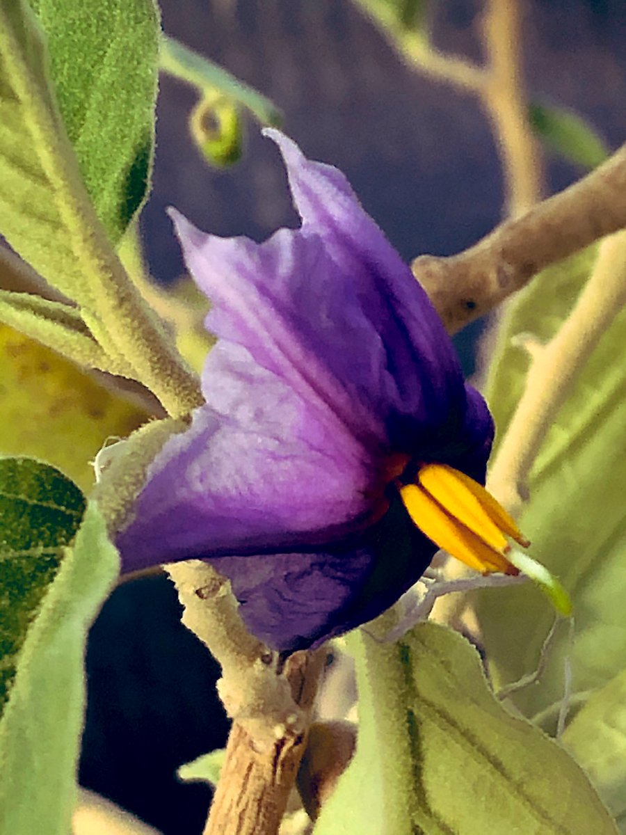 MartineBotany's tweet photo. Functional females (anthers packed with inaperturate pollen) showing off in the Australian #Solanum research house this morning. #iamabotanist #dioecy https://t.co/ltvKR09k5h