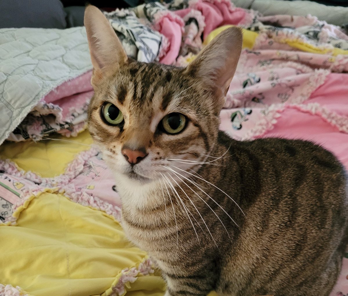 pamedens31's tweet image. My cat is in heat,, with my office door shut,  and helping a customer online,, you can clearly hear my cat's cry louder than my voice! So embarrassed! Glad the customer was a good sport about it! #AnkerWork