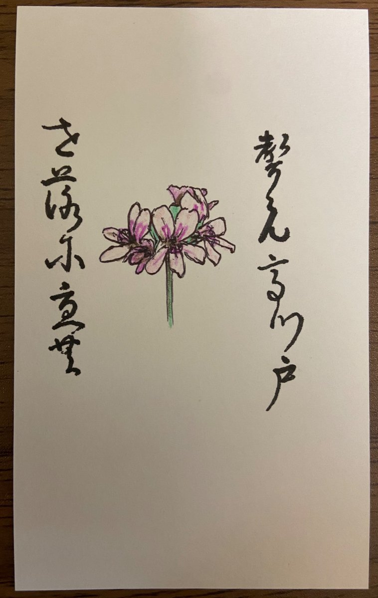 センテッドゼラニウム センテッドゼラニウム