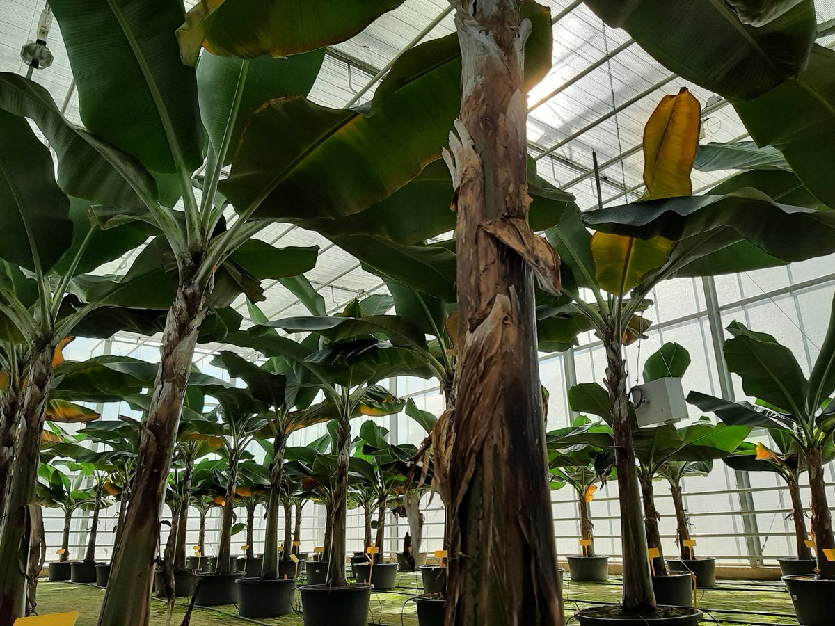 Joost Snels tweet media