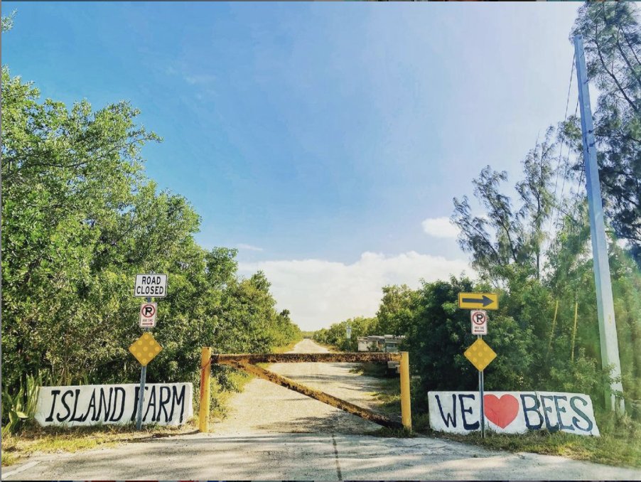 StockIslandFL's tweet photo. Who knows where this hidden pathway is at? PC 📸: @teamambos #stockislandsecrets #floridakeys #savethebees #islandfarm #greenthumb #hiking #visitfloridakeys #stockisland #ilovestockisland https://t.co/5kGhP3AGng