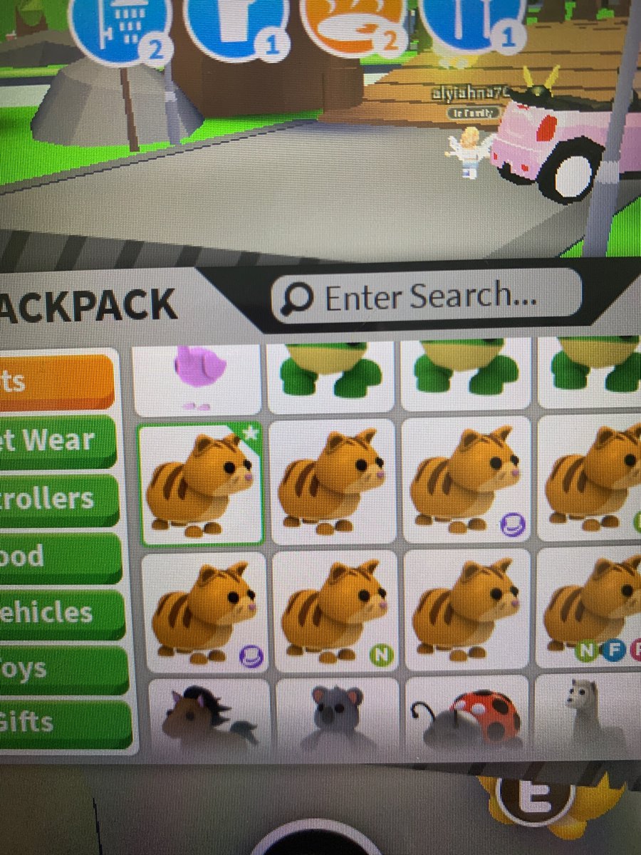 Monicasipsjuice's tweet photo. Trading 2 ginger cats (newborn) for a full grown ginger cat!#adoptmetrading #adoptme #Adoptmetrades https://t.co/gTjhMSY0eq