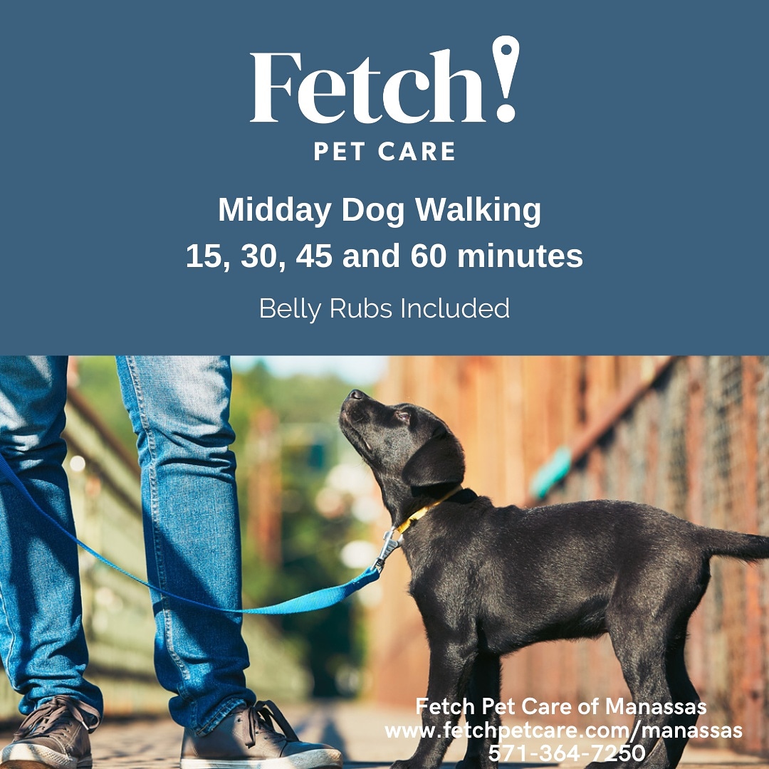 Mid-day Walkies 🐕
fetchpetcare.com/manassas
#manassasva #gainsvilleva #bristowva #haymarketva #woodbridgeva #princewilliamcounty