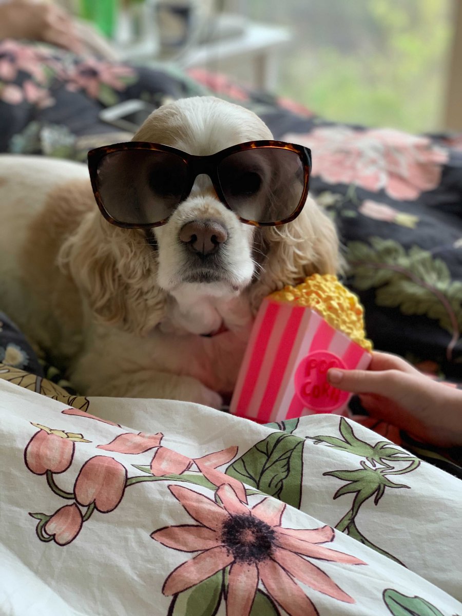 traitify's tweet photo. Cute crew for you!
Ari's English Cocker Spaniels & Airedale Terriers have it all. Agreeable Eloise is always down to dress up. Olivia enjoys a closeup, prefers the bigger picture. Sammy listens well, low in extraversion. & pup Ginsberg is learning!
#traitify #petswithpersonality https://t.co/x5E1l1mqYl