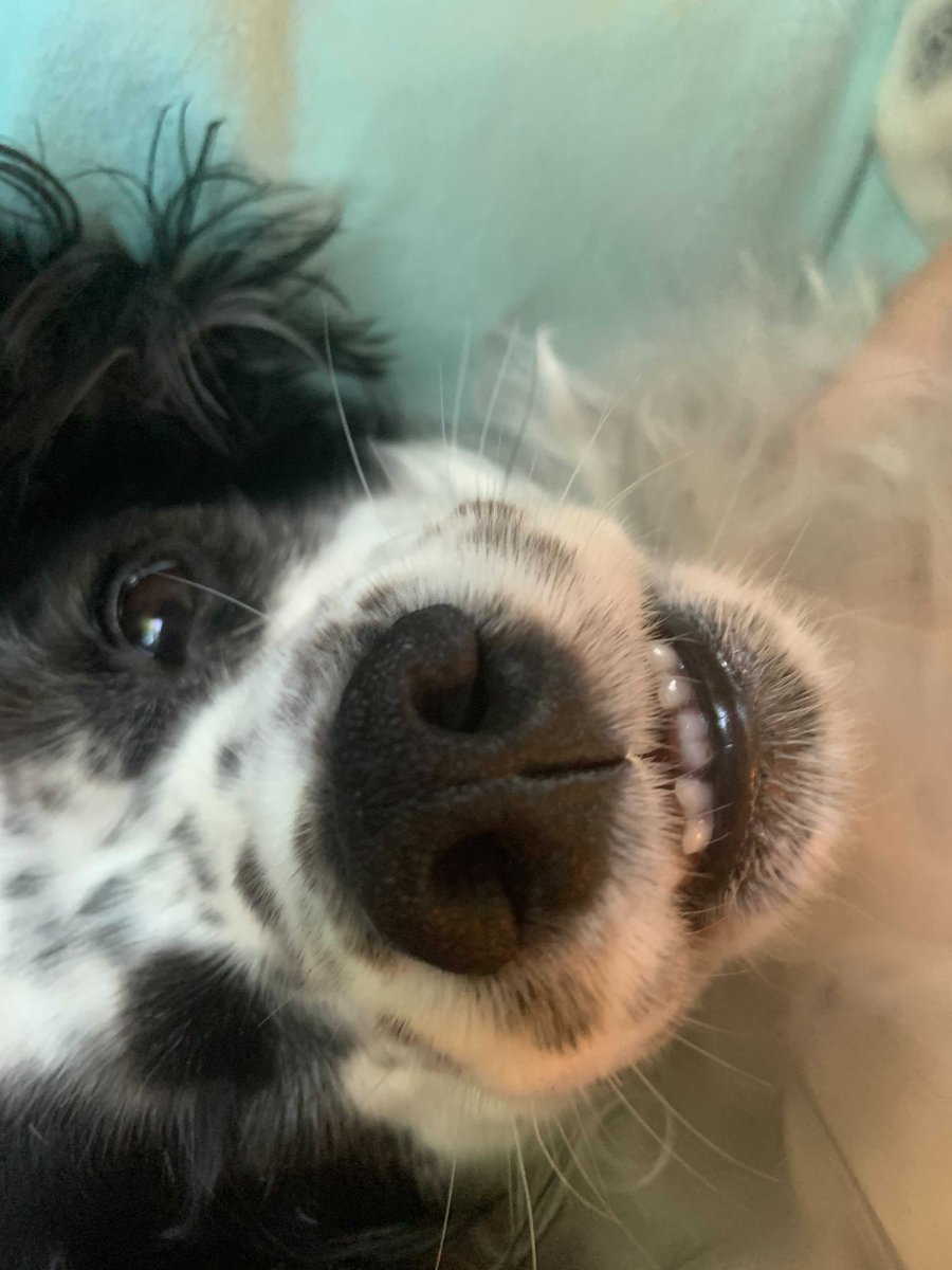 traitify's tweet photo. Cute crew for you!
Ari's English Cocker Spaniels & Airedale Terriers have it all. Agreeable Eloise is always down to dress up. Olivia enjoys a closeup, prefers the bigger picture. Sammy listens well, low in extraversion. & pup Ginsberg is learning!
#traitify #petswithpersonality https://t.co/x5E1l1mqYl