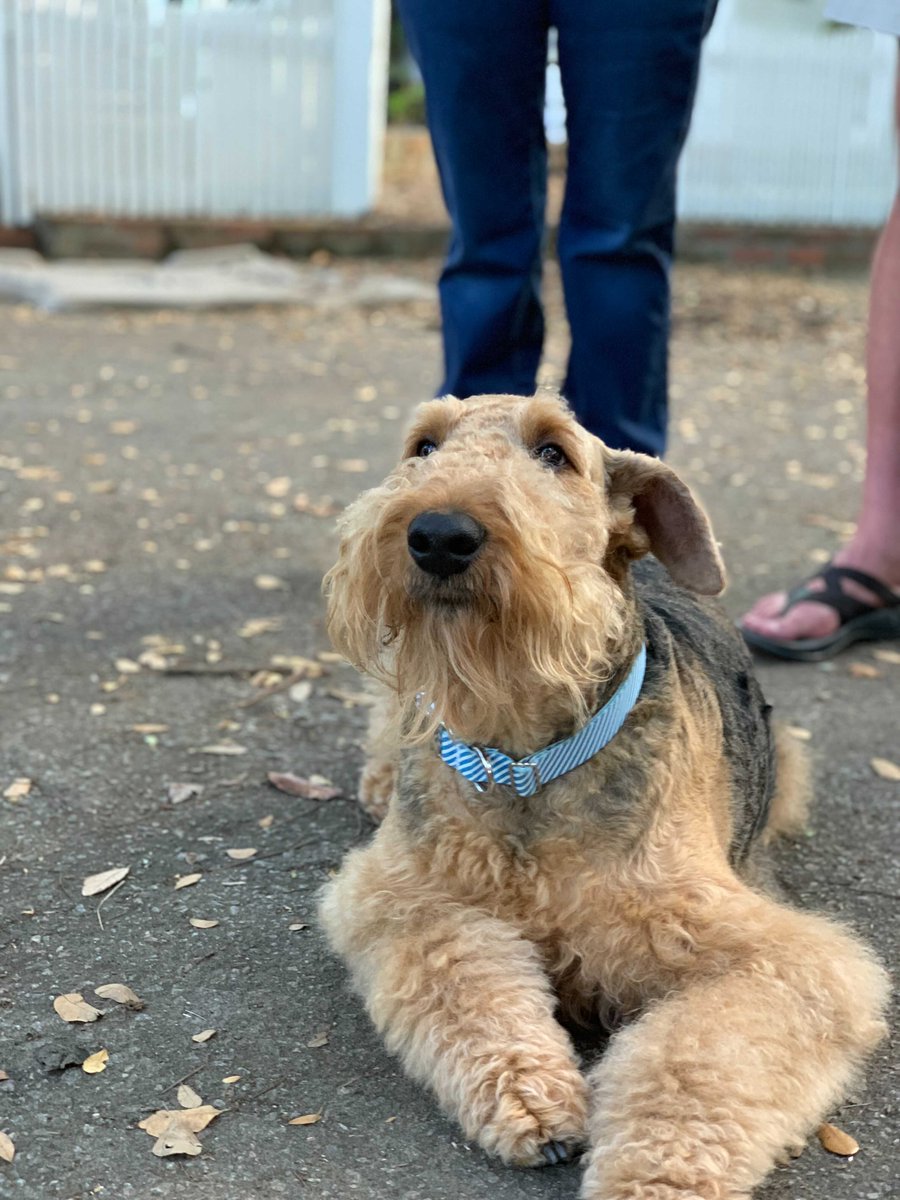 traitify's tweet photo. Cute crew for you!
Ari's English Cocker Spaniels & Airedale Terriers have it all. Agreeable Eloise is always down to dress up. Olivia enjoys a closeup, prefers the bigger picture. Sammy listens well, low in extraversion. & pup Ginsberg is learning!
#traitify #petswithpersonality https://t.co/x5E1l1mqYl