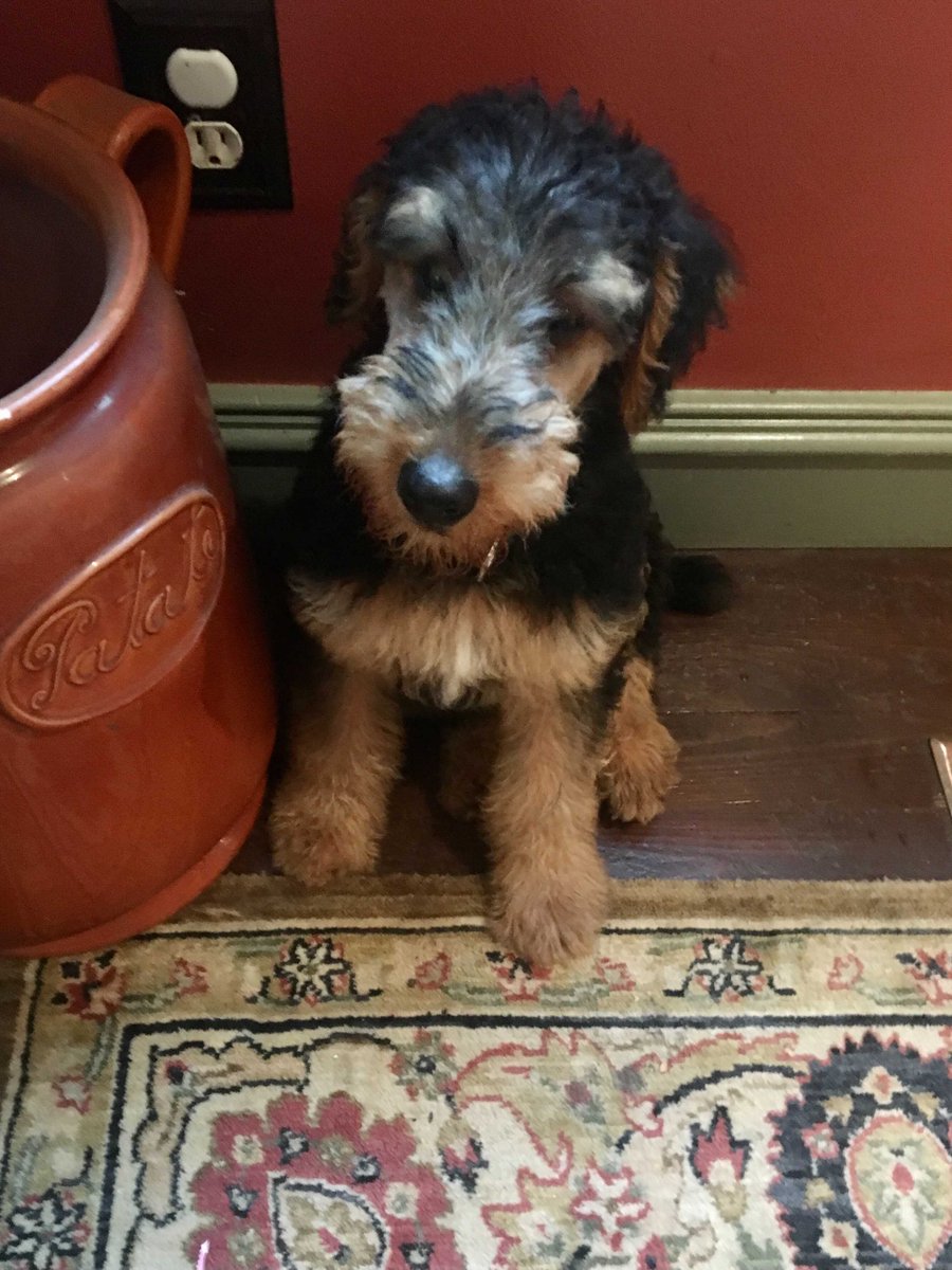 traitify's tweet photo. Cute crew for you!
Ari's English Cocker Spaniels & Airedale Terriers have it all. Agreeable Eloise is always down to dress up. Olivia enjoys a closeup, prefers the bigger picture. Sammy listens well, low in extraversion. & pup Ginsberg is learning!
#traitify #petswithpersonality https://t.co/x5E1l1mqYl