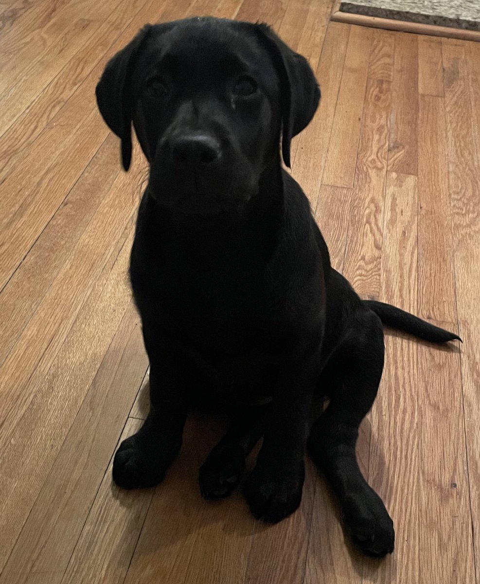 Bogey and Birdie tweet media