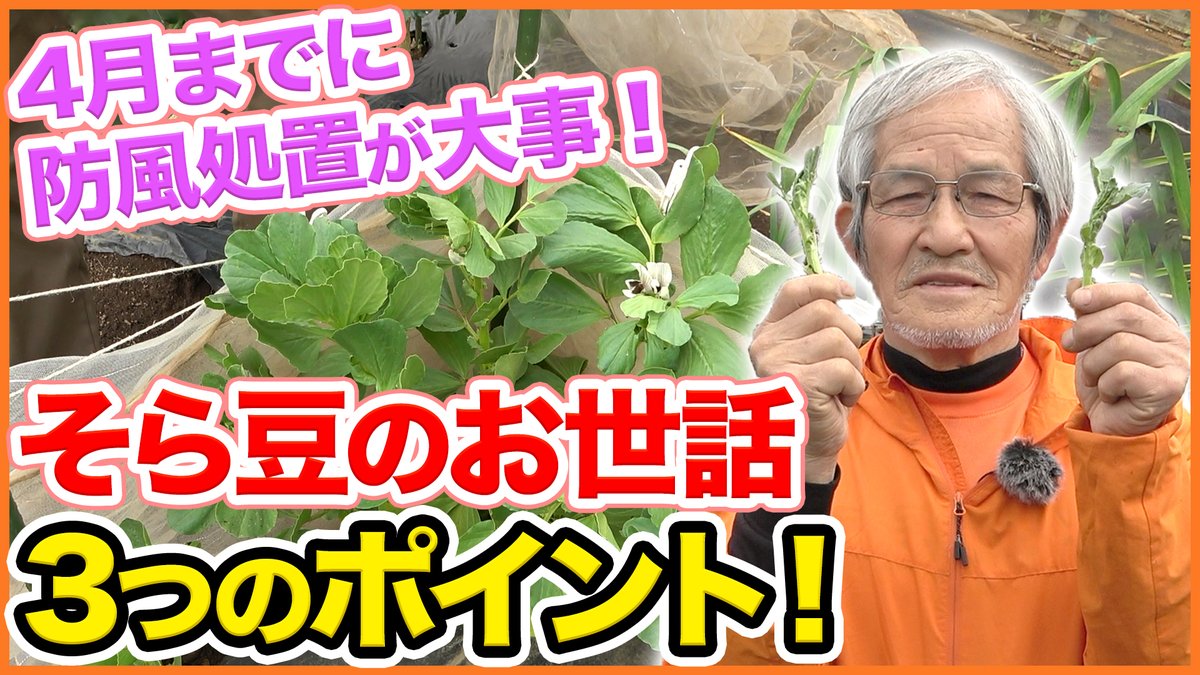 アブラムシ対策