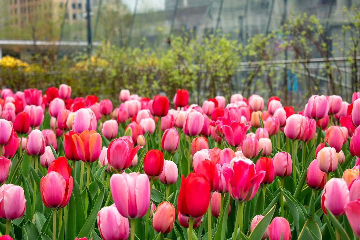 CCDParks's tweet image. Celebrate the First Day of Spring at Dilworth Park! Tomorrow at 11am, our Wintergarden on the Greenfield Lawn’s new look will be unveiled, and a larger-than-life performer will WOW guests of all ages ☀️ ⁣
⁣
Mask up-Keep 6ft of social distance-Stay home if you’re sick