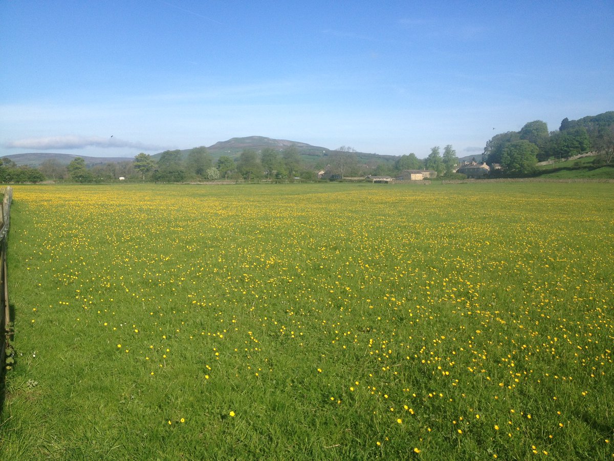Aww fields of gold we miss you! 🌼🌼🌼
 
Not long now…sunshine and Spring is on its way!
 
I remember taking this picture, it was a lovely warm spring morning walking up the River Swale in Grinton with Calver Hill in the distance.
