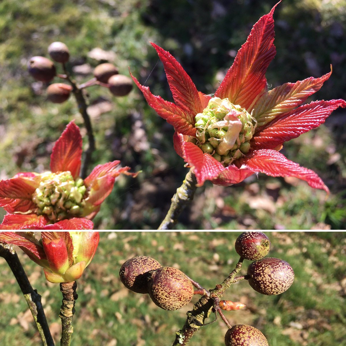 YorksArboretum's tweet image. Sorbus megalocarpa’s spring foliage looking fantastic paired with its lenticel dotted fruits #spring #foliagefriday #trees