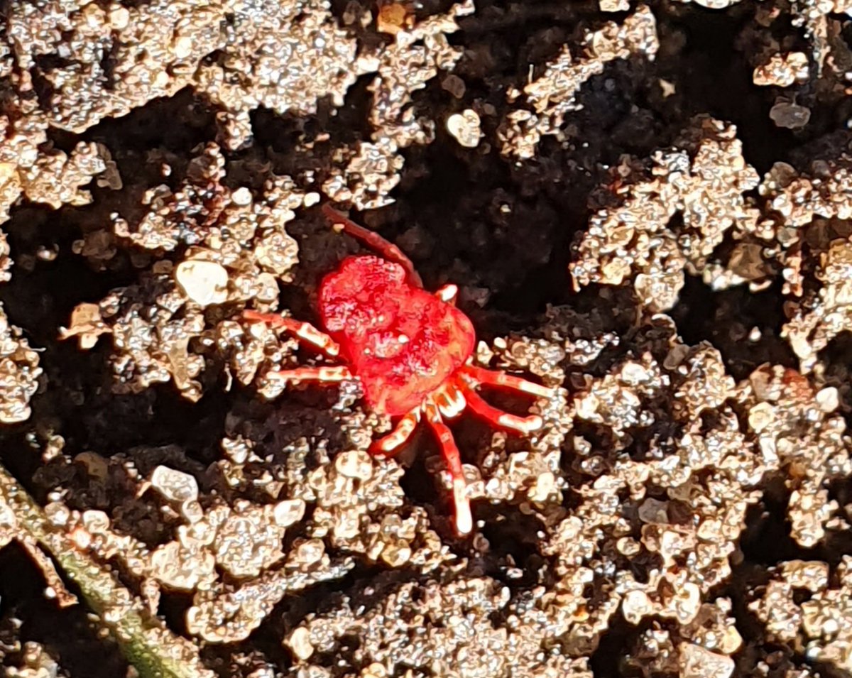 Is this Trombidium holosericeum? About 4mm.  I just disturbed a couple in the garden and I don't think I have noticed them before