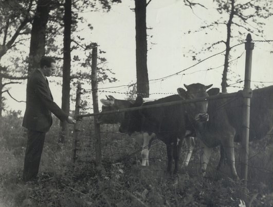 Aaron Copland feeding cows.