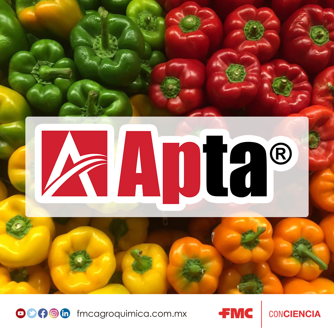 Combate al pulgón saltador que afecta tu cultivo de pimiento con Apta😉 la #ProtecciónConCiencia con acción de contacto para aplicación foliar.🤠👍