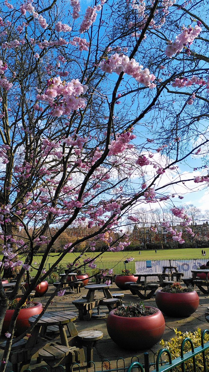 Make some coffee, go for a walk, stop to take a picture. Repeat. #maidavale #BlossomWatch #Coffee