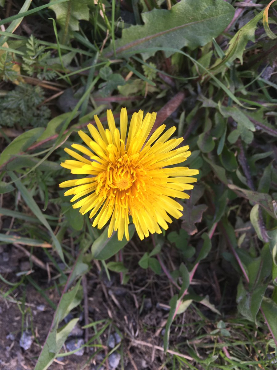 #Dandelion #LetDandelionsBee 🐝