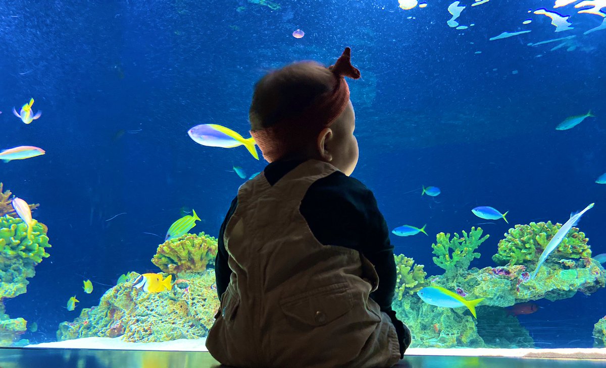 Lishe113's tweet photo. 水族館でびゅー🐟
ぱぱぱ誕生日おめでとう
クソガキ23歳のくせにこんなに
立派に父&amp;旦那やってくれて
喜びと感謝の意を表する https://t.co/CtGnAJfpNV