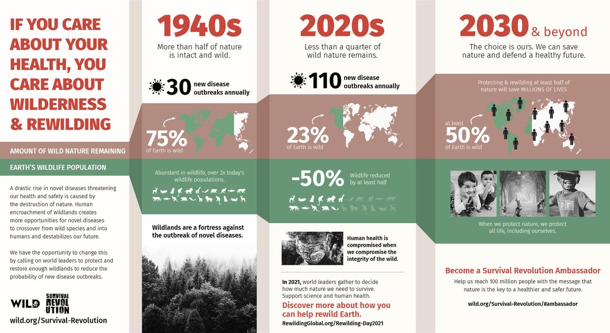 Infográfico do #SurvivalRevolution | @WILDfoundation  com informações sobre como estamos perdendo as áreas naturais e biodiversidade, e onde queremos chegar até 2030! #ReadytoRewild